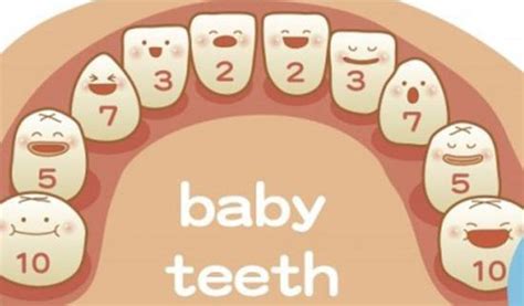 人有多少顆牙齒